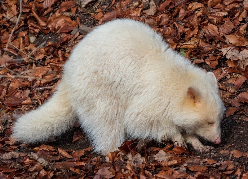 Albino Raccoon