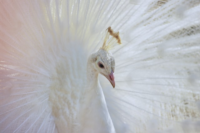 The Surprising Facts Behind the Albino Peacock