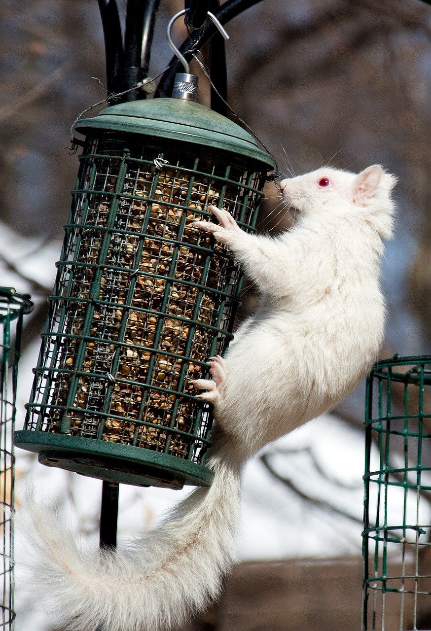 Albino Squirrel