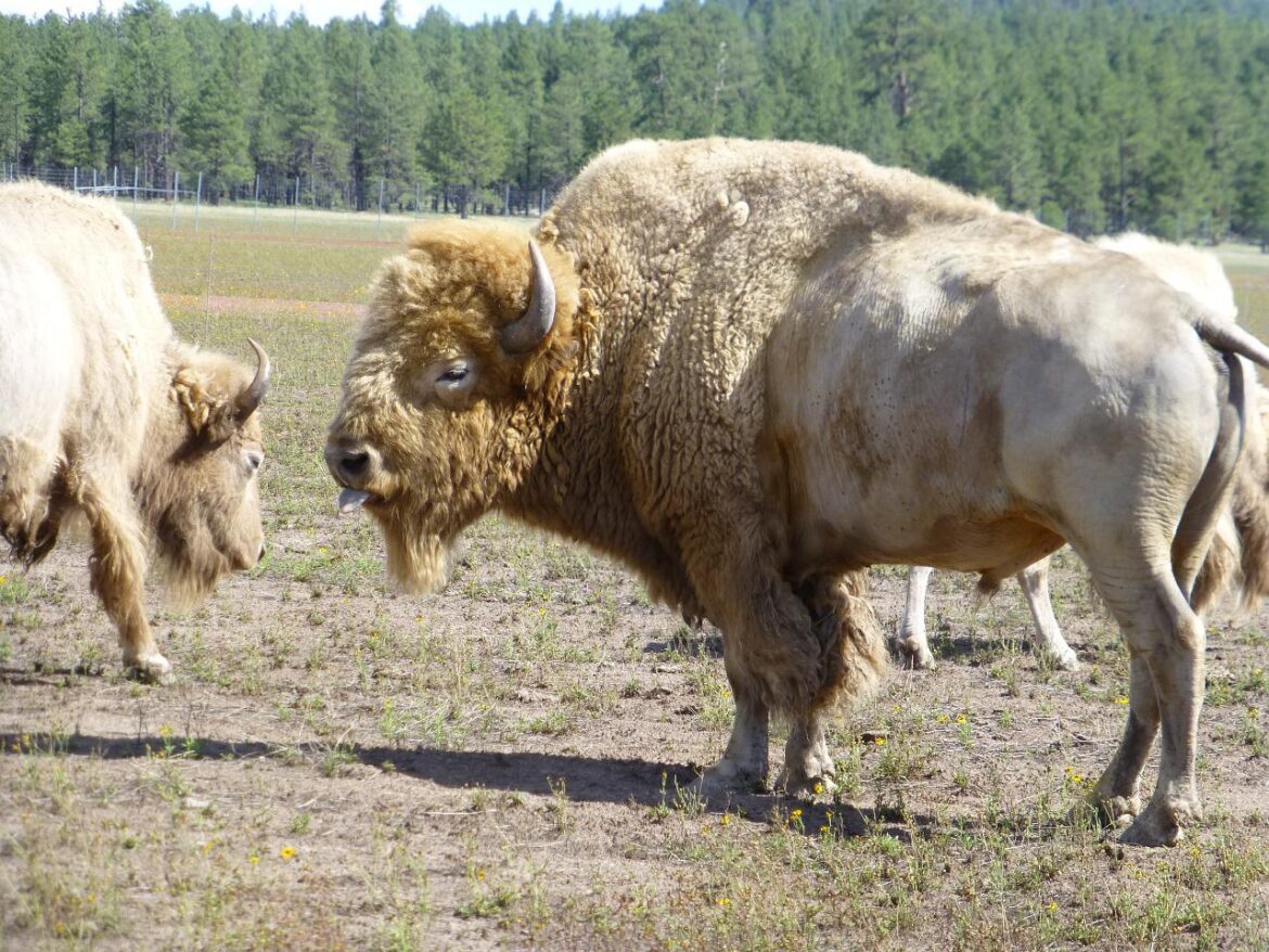 Albino Bison