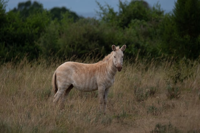 Albino Zebra