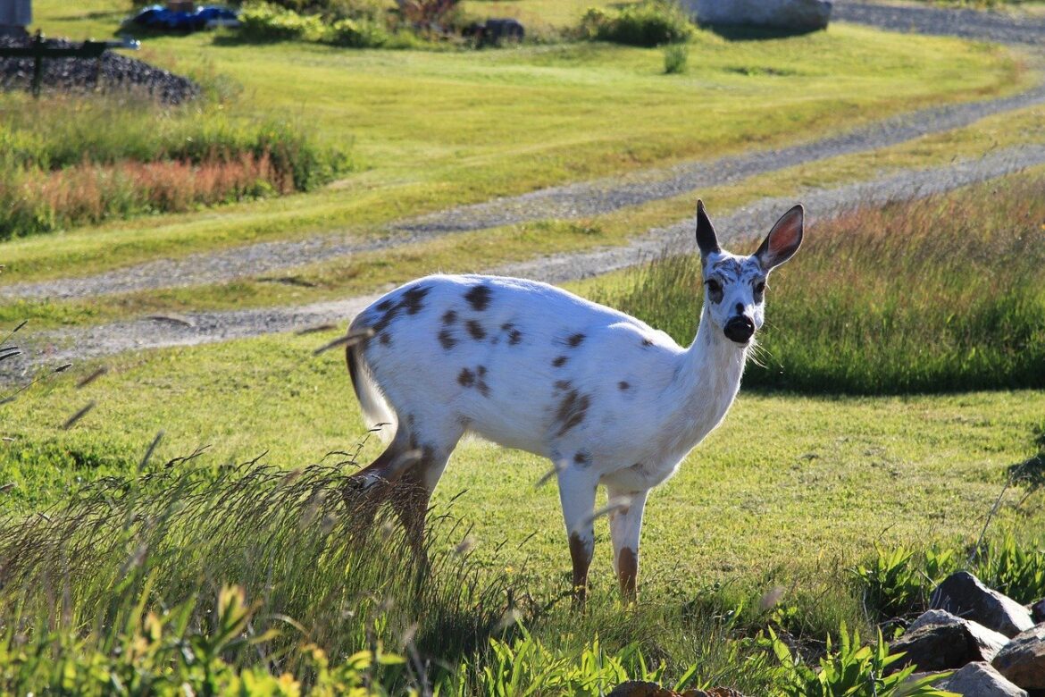 Piebald White-Tailed Deer: Nature’s Unique Color Canvas
