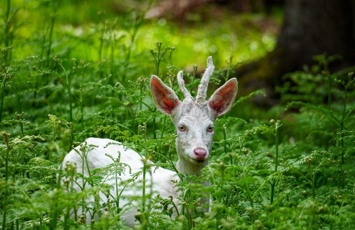 Albino White-tailed Deer