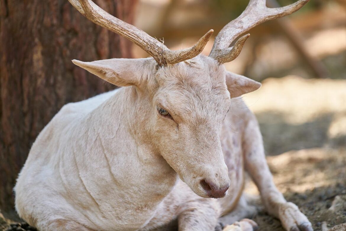 Albino Red Deer