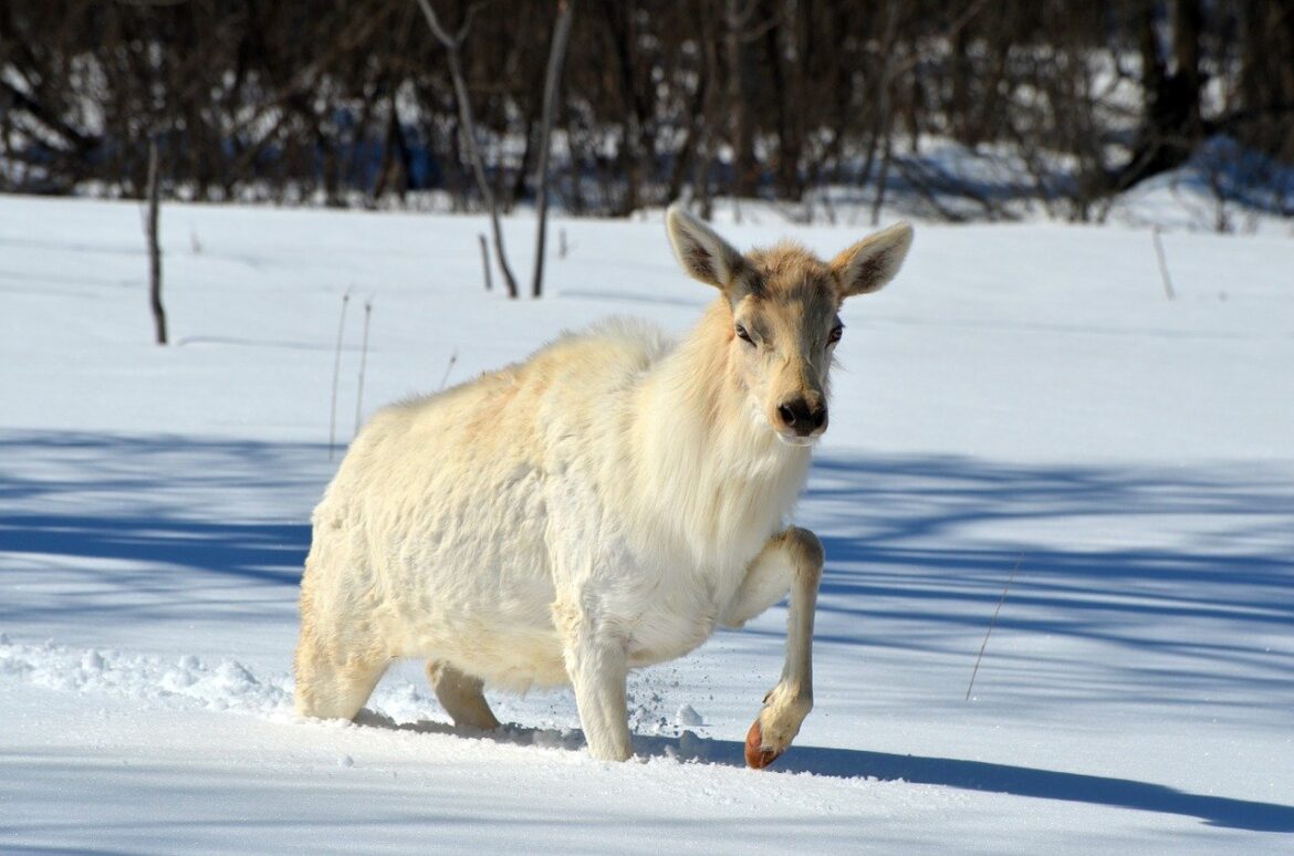 Albino Elk