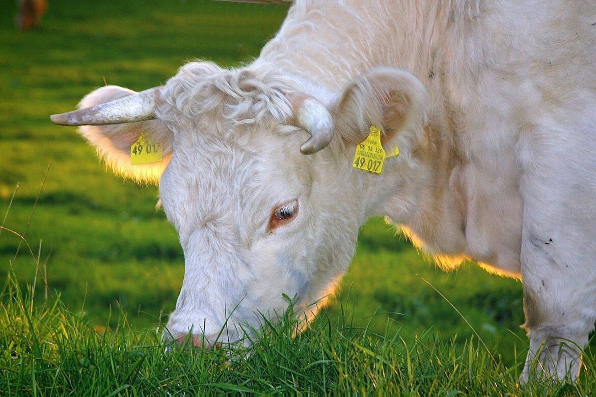 Albino Cow