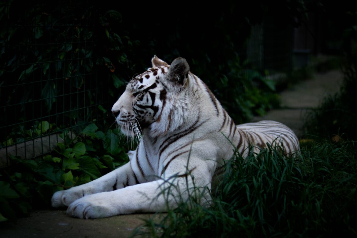 Leucistic White Tiger