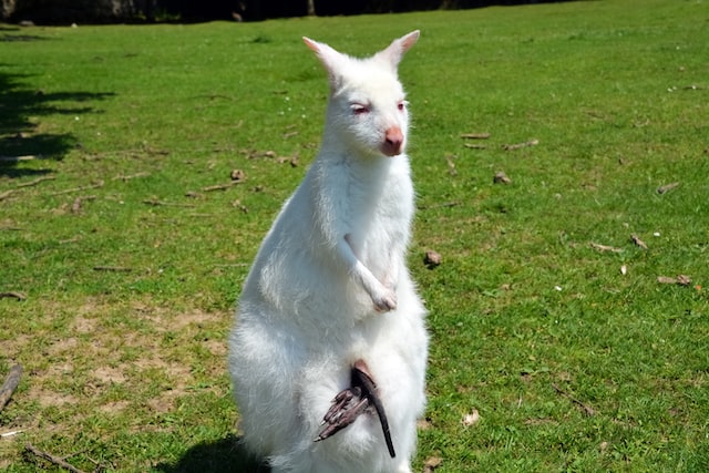 Albino Kangaroo