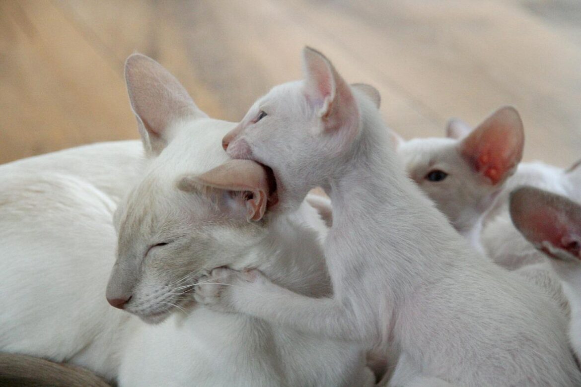 Albino Cat