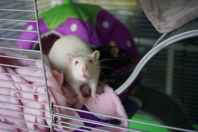 Albino Rats. Albino Mice. Uncover the Mystery!