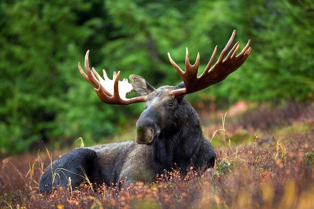 Albino Moose