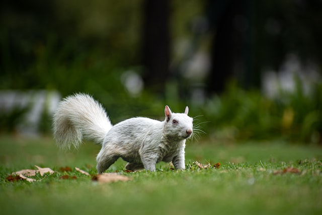 Leucistic Squirrel