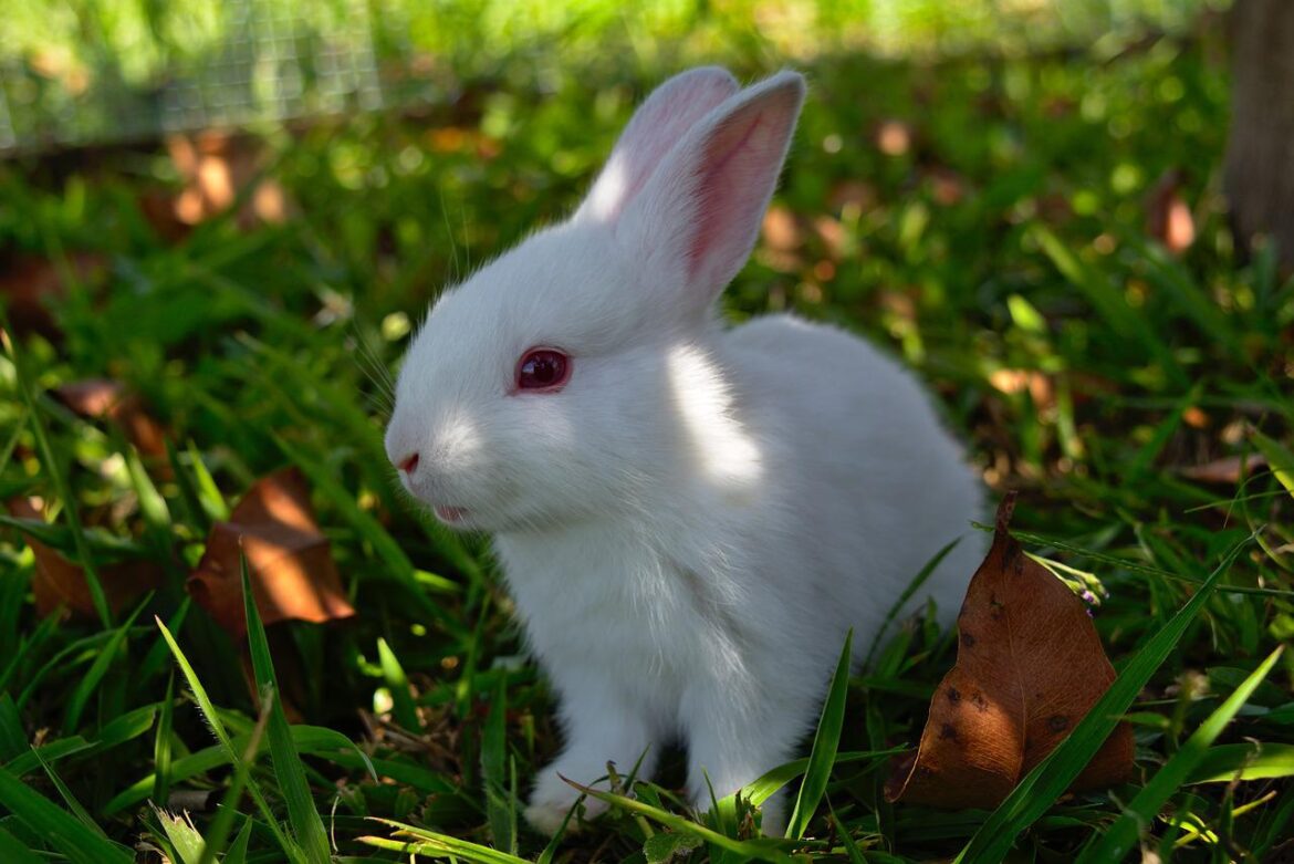 Albino Rabbit