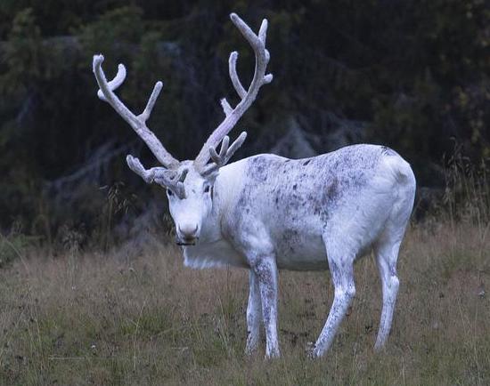 Leucistic or White Reindeer and Caribou