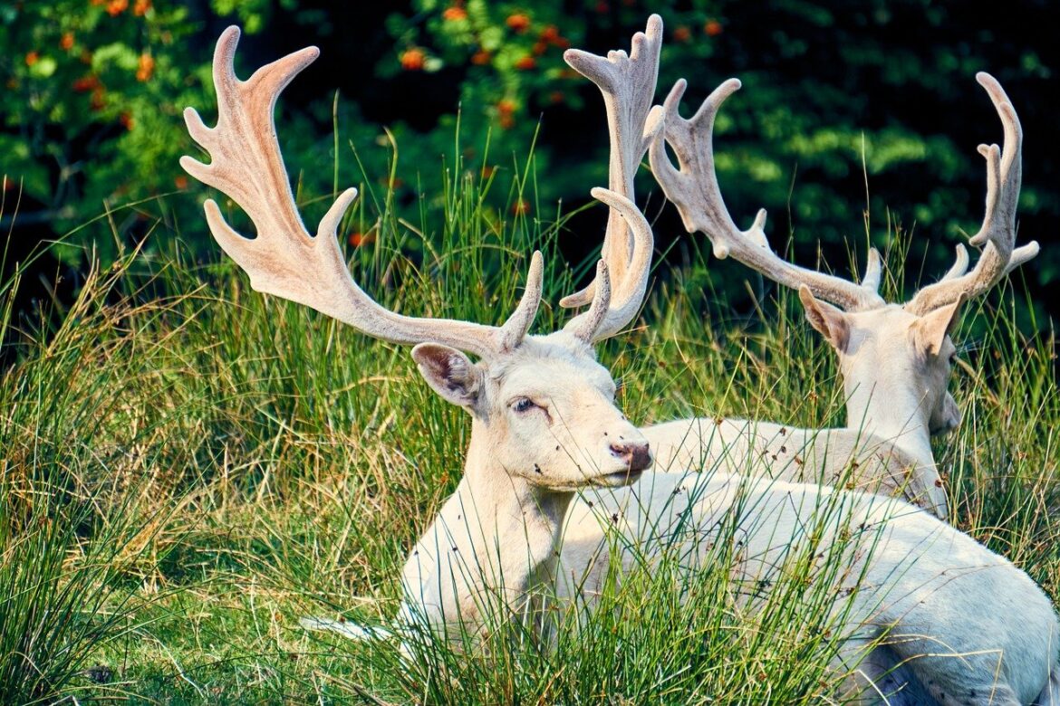 Albino Fallow Deer