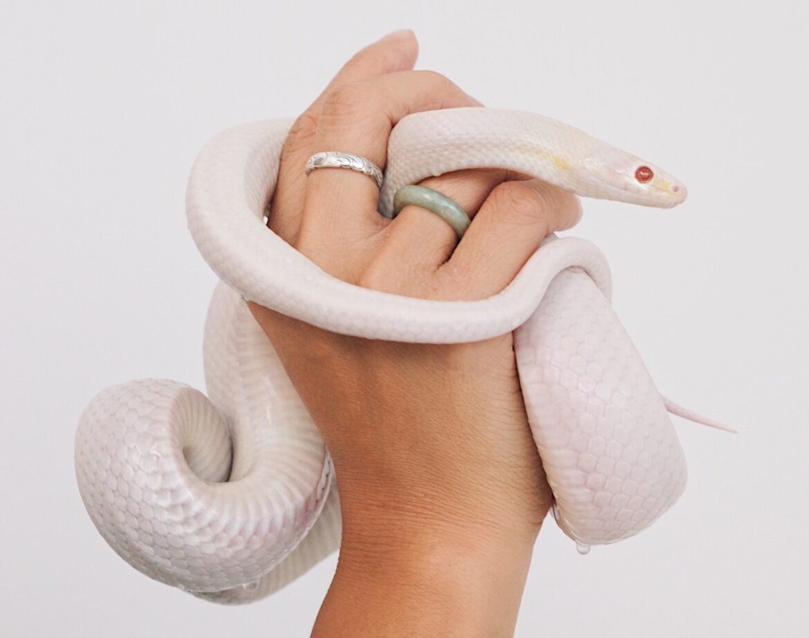 Albino Snake