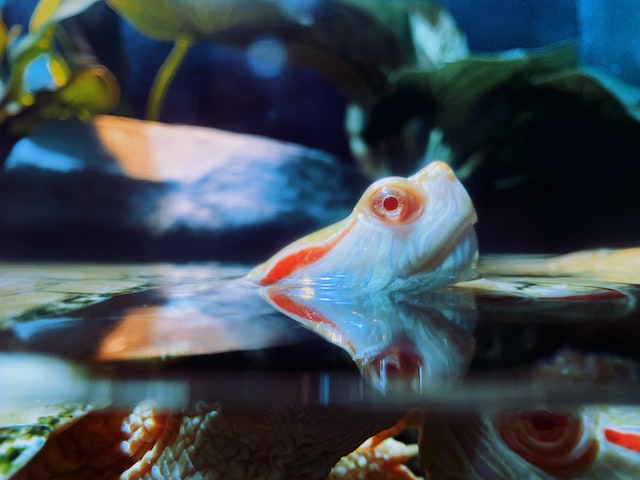 Albino Fresh Water Turtle